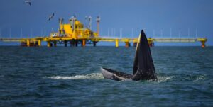 Whale rises for its food in front of the yellow drilling platforms