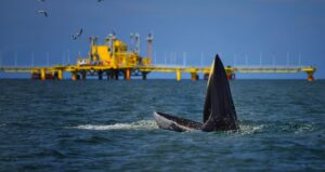 Whale rises for its food in front of the yellow drilling platforms.